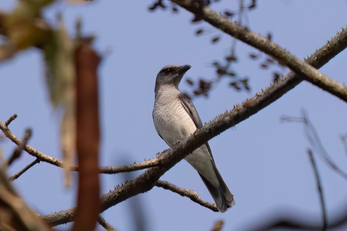 Indian Cuckooshrike - ML646946779