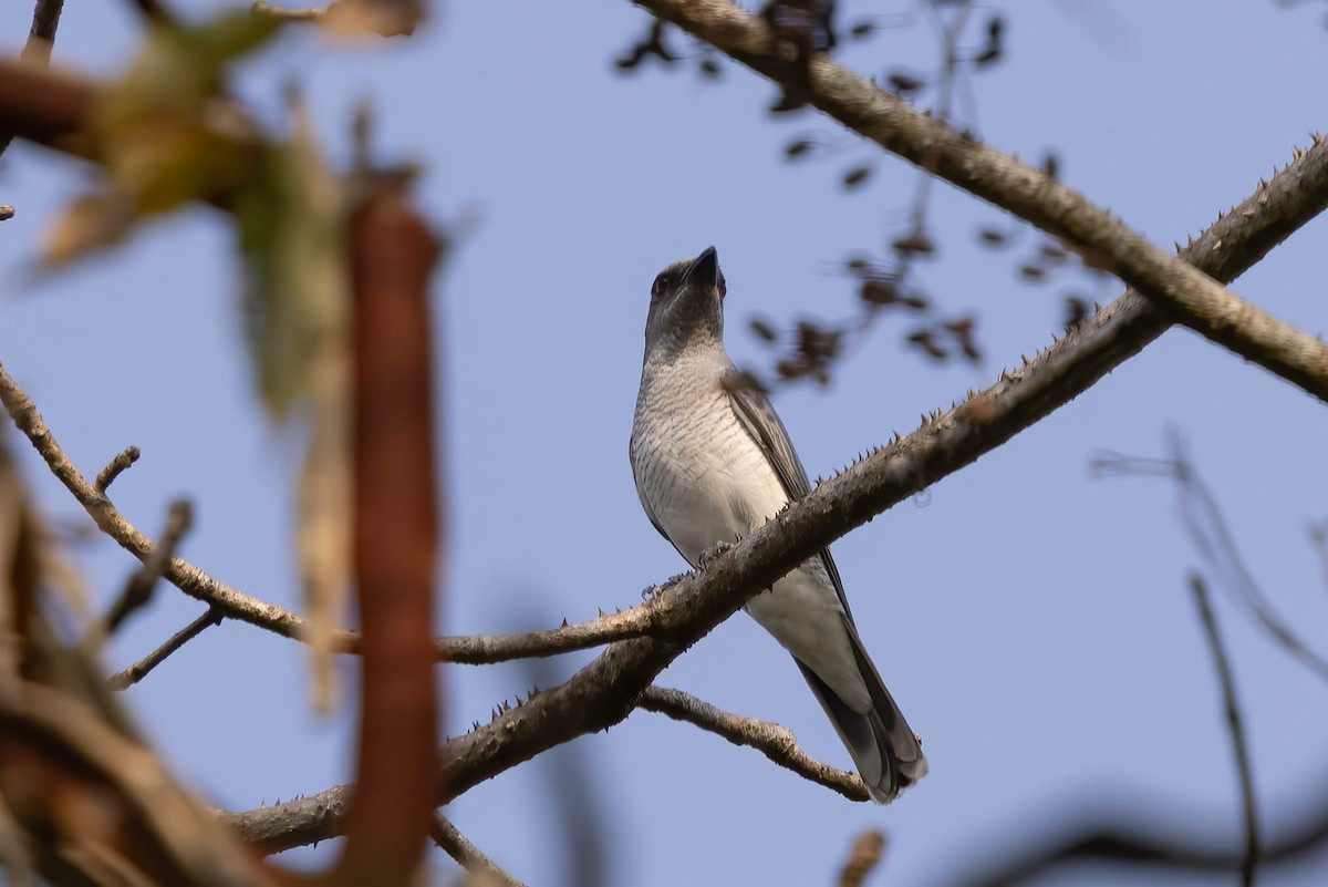 Indian Cuckooshrike - ML646946780