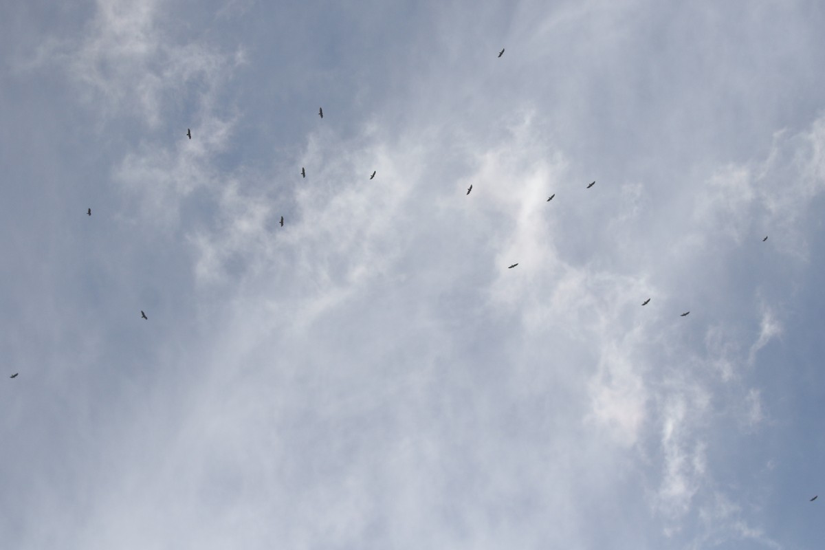 kondor krocanovitý - ML646946781