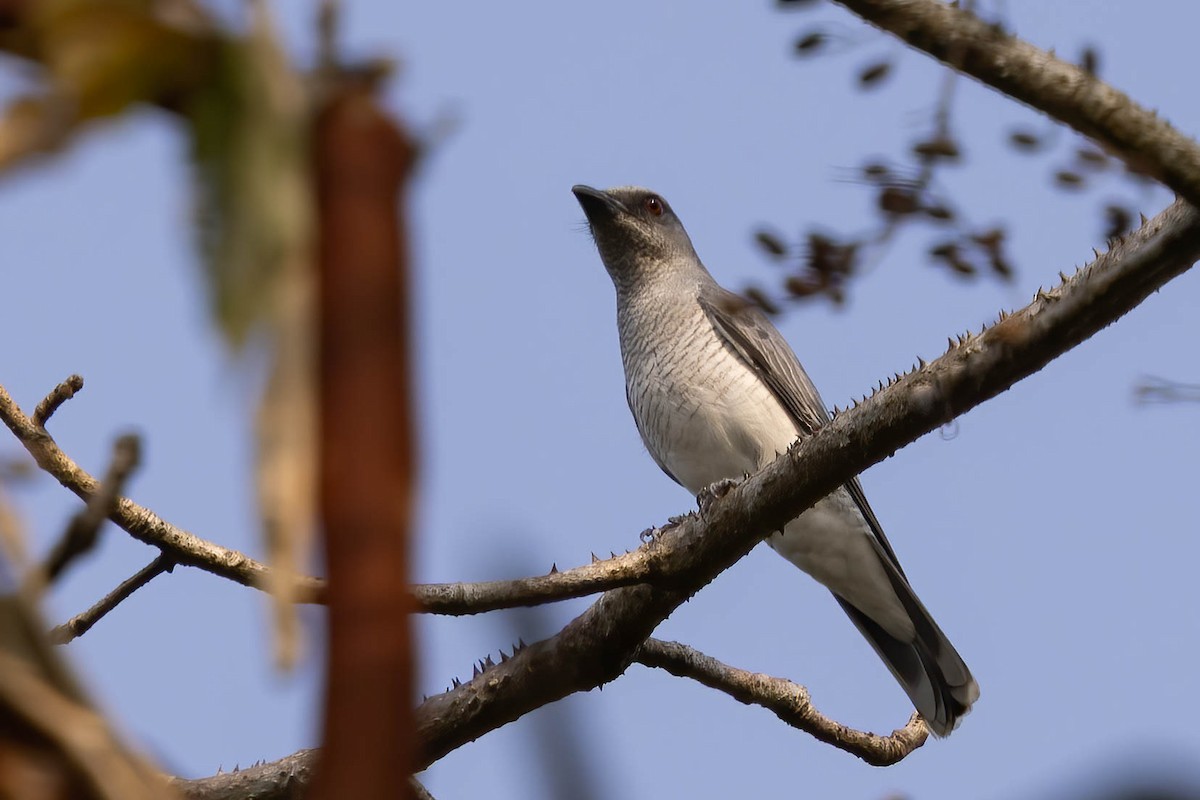 Indian Cuckooshrike - ML646946782