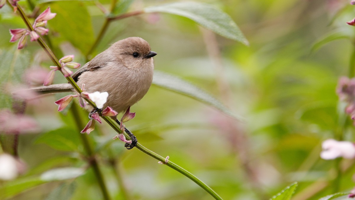 Bushtit - ML646946786