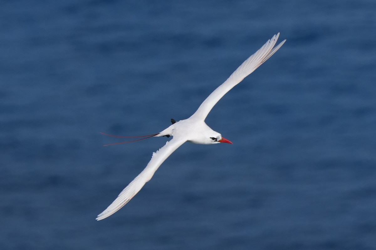 Red-tailed Tropicbird - ML646946787