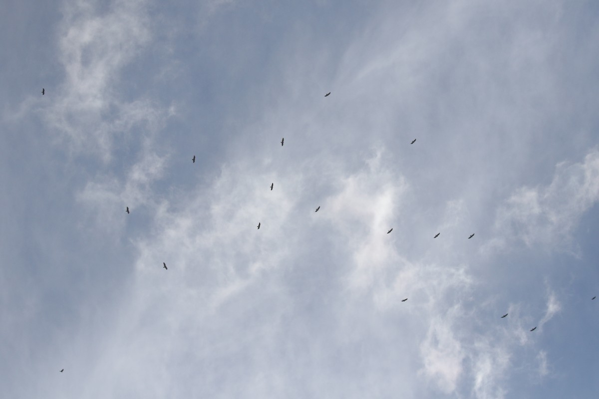 kondor krocanovitý - ML646946788