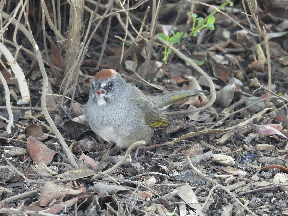 Green-tailed Towhee - ML646946789