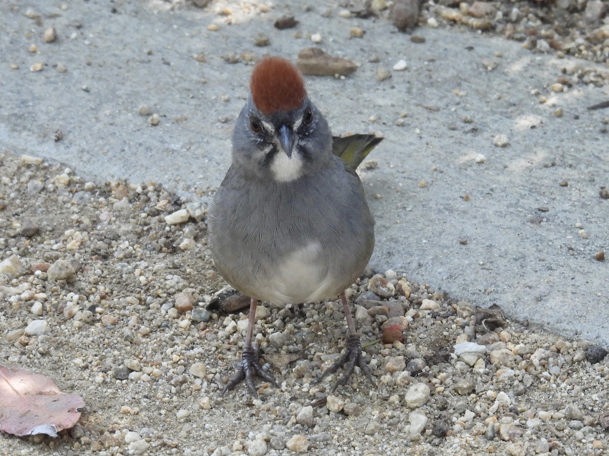 Green-tailed Towhee - ML646946790