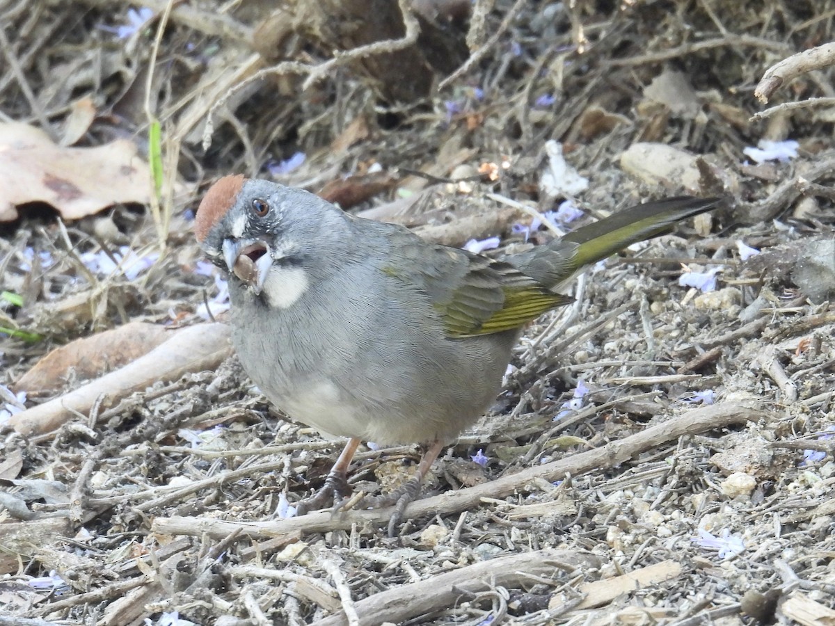 Green-tailed Towhee - ML646946791