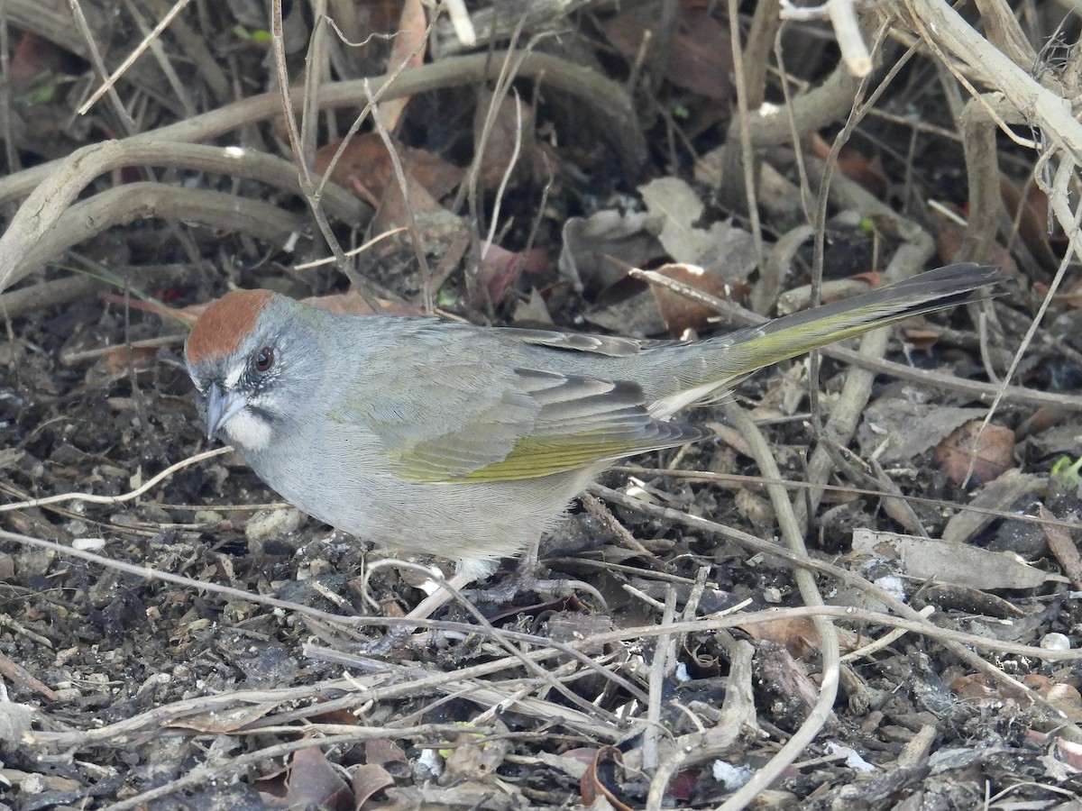 Green-tailed Towhee - ML646946792