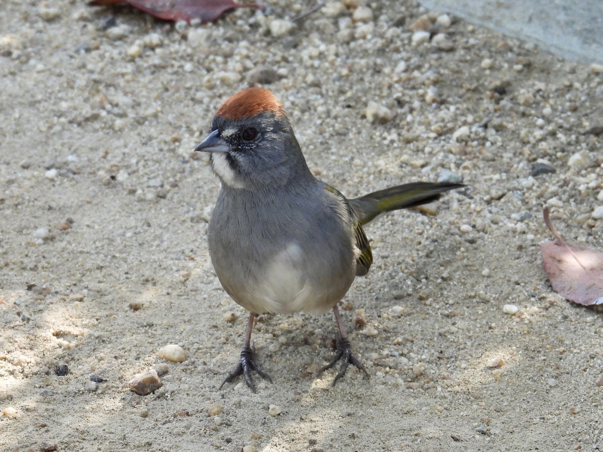 Green-tailed Towhee - ML646946793
