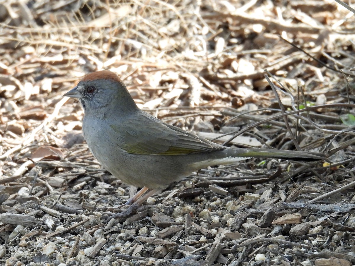 Green-tailed Towhee - ML646946794