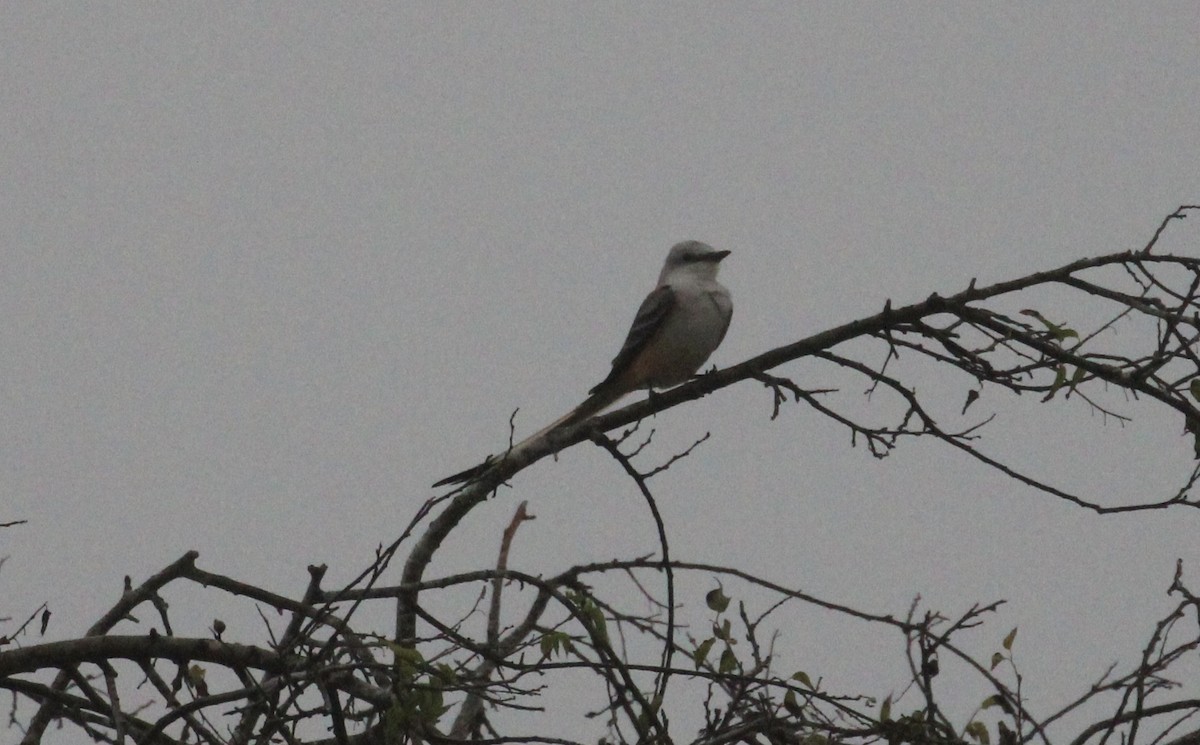 Scissor-tailed Flycatcher - ML646946795