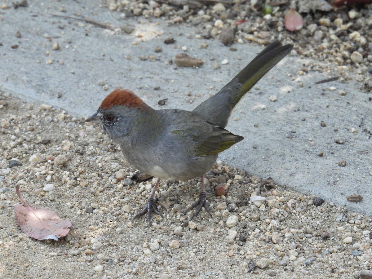 Green-tailed Towhee - ML646946796