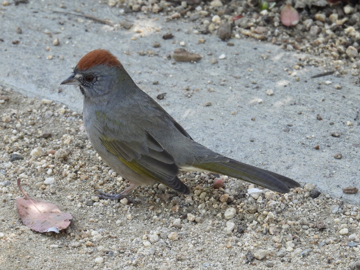 Green-tailed Towhee - ML646946797
