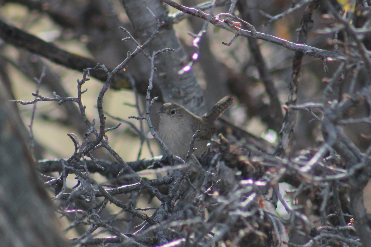 Northern House Wren (Northern) - ML646946798