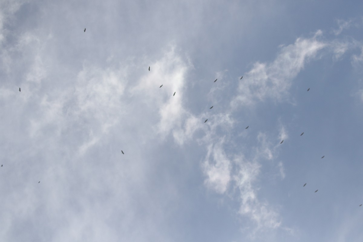 kondor krocanovitý - ML646946799