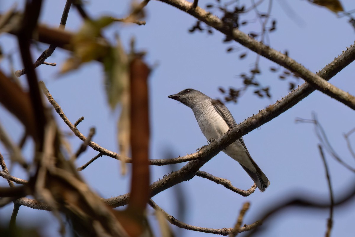 Indian Cuckooshrike - ML646946804