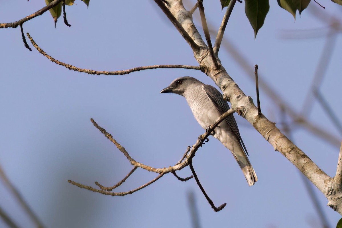 Indian Cuckooshrike - ML646946805