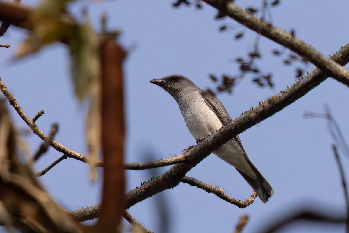 Indian Cuckooshrike - ML646946806