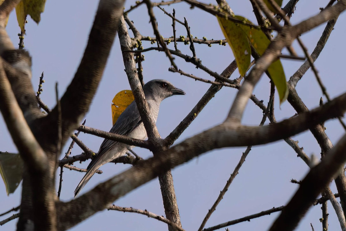 Indian Cuckooshrike - ML646946807