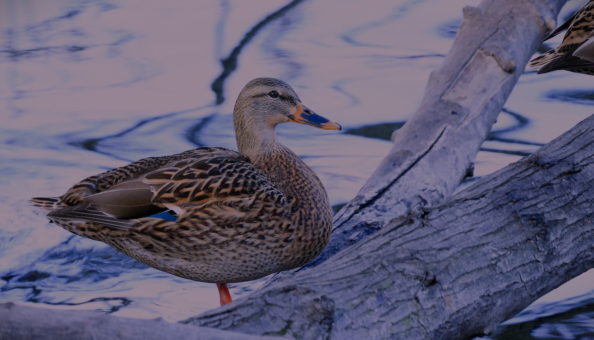 stokkand - ML646946808