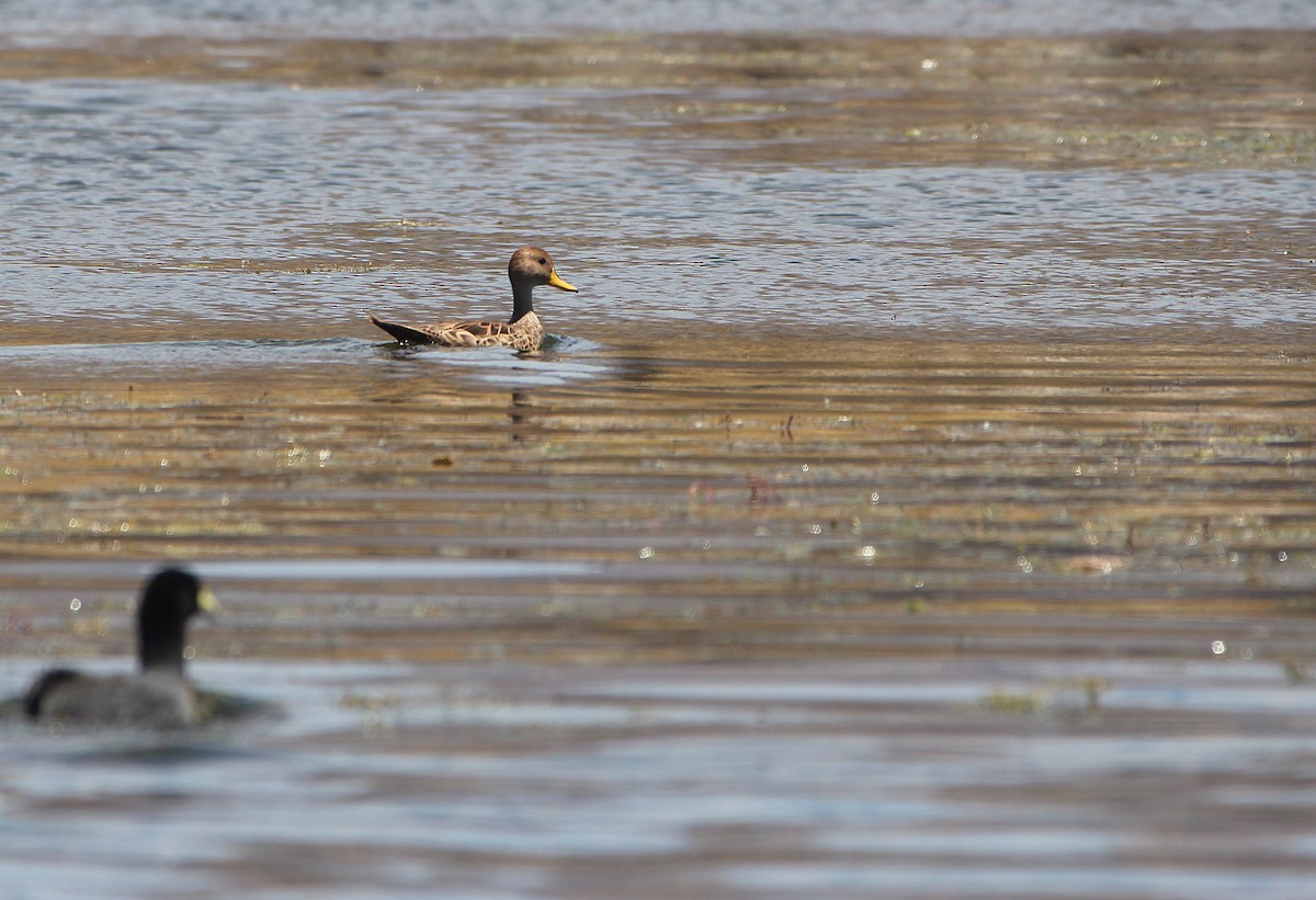 gulnebbstjertand - ML646946810