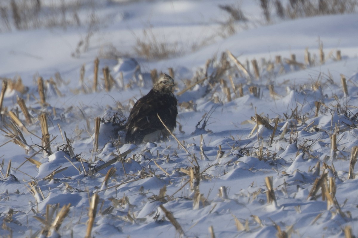 Buse pattue - ML646946811