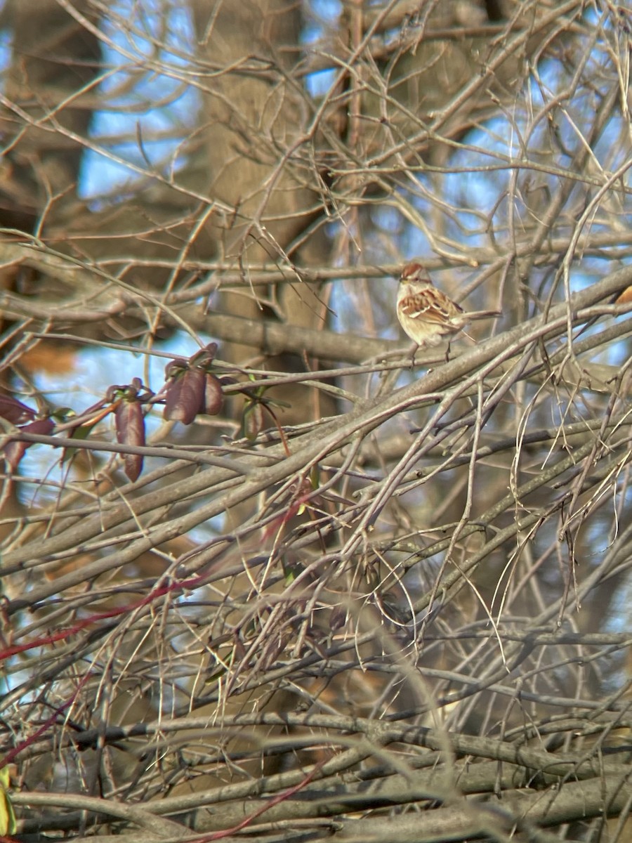 American Tree Sparrow - ML646946812