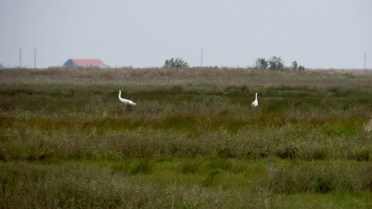 アメリカシロヅル - ML646946814