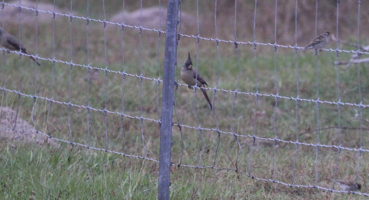 Kardinal grisa - ML646946821