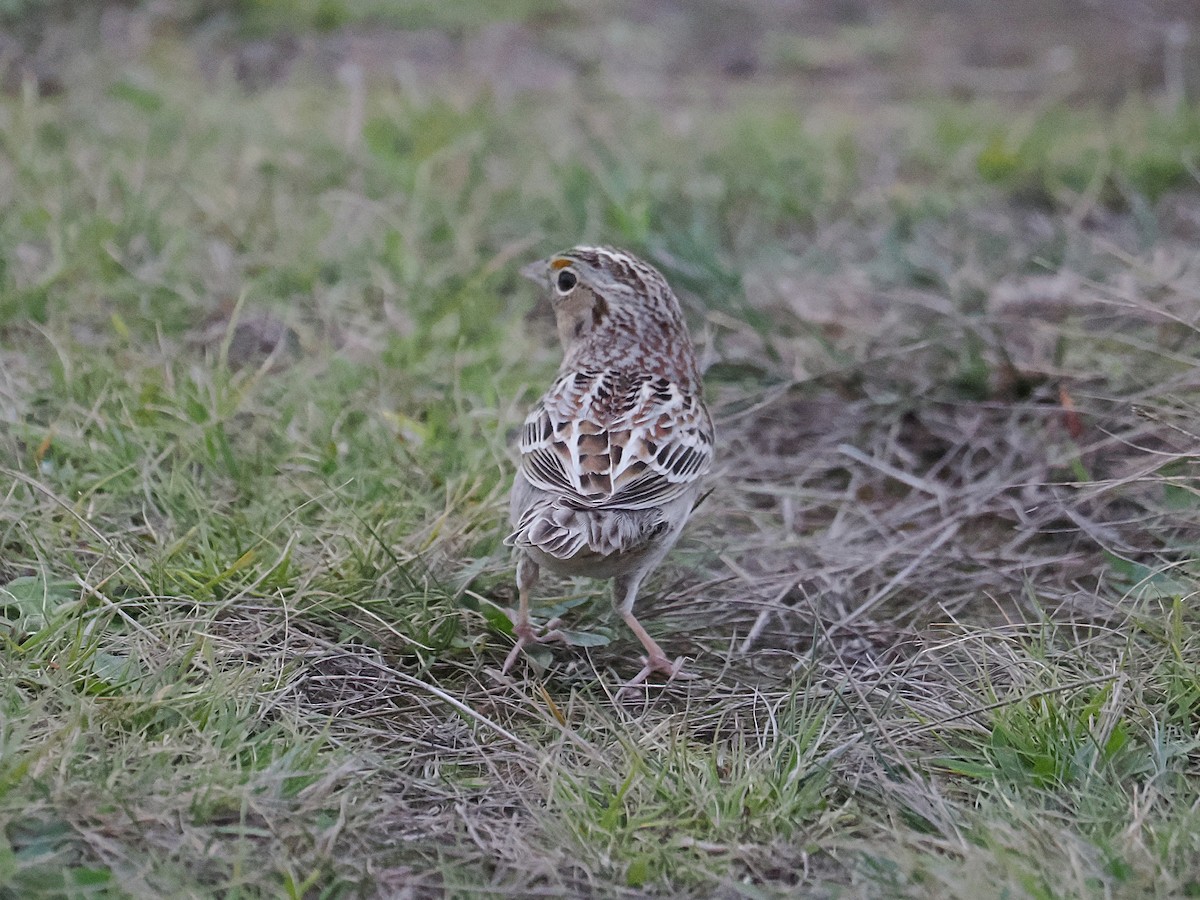Grasshopper Sparrow - ML646946822