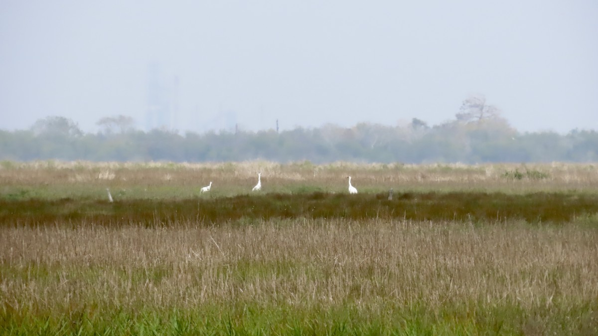 アメリカシロヅル - ML646946825