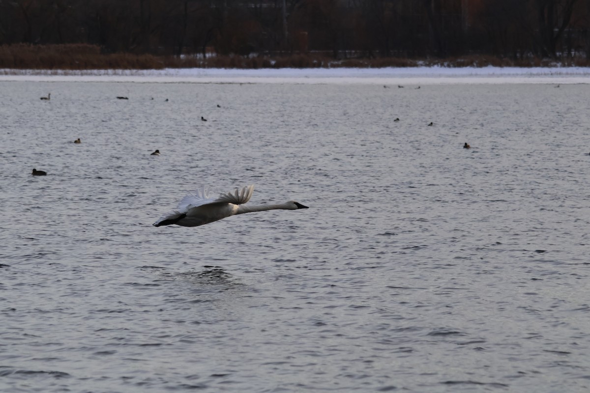 Trumpeter Swan - ML646946826