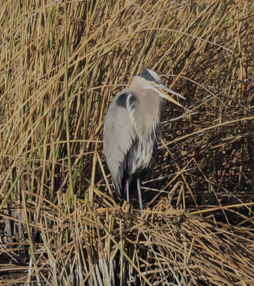 herodiashegre - ML646946827