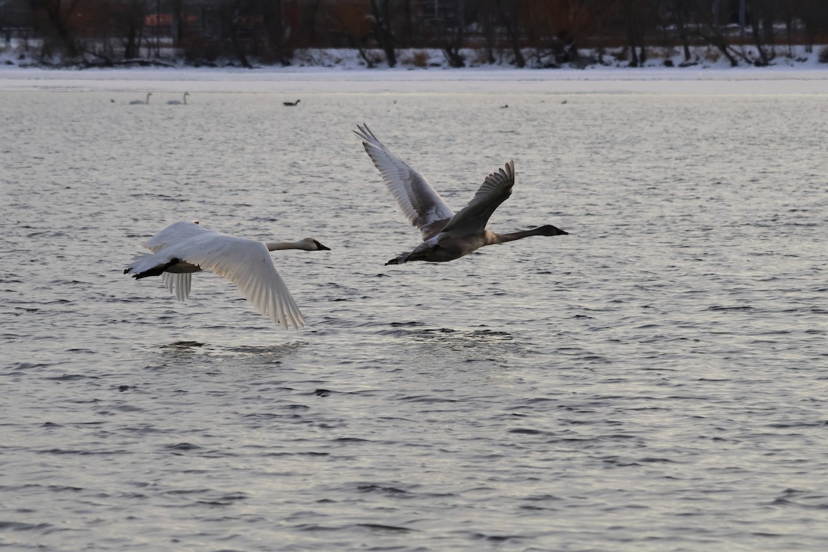 Trumpeter Swan - ML646946828