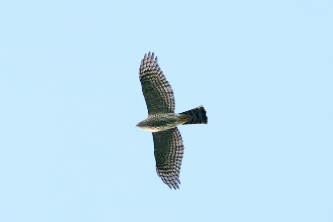 Peregrine Falcon - ML646946829