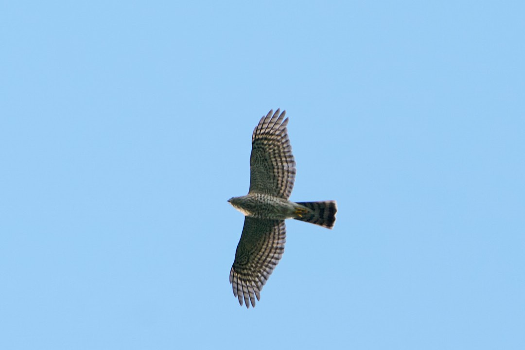 Peregrine Falcon - ML646946830