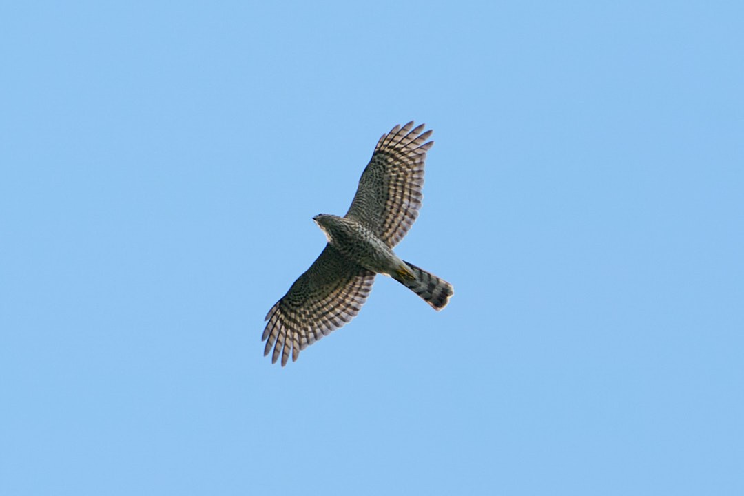 Peregrine Falcon - ML646946831