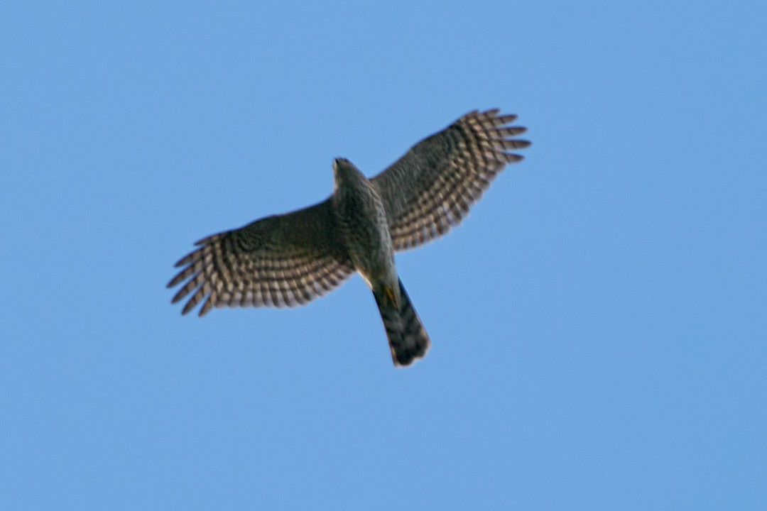 Peregrine Falcon - ML646946832