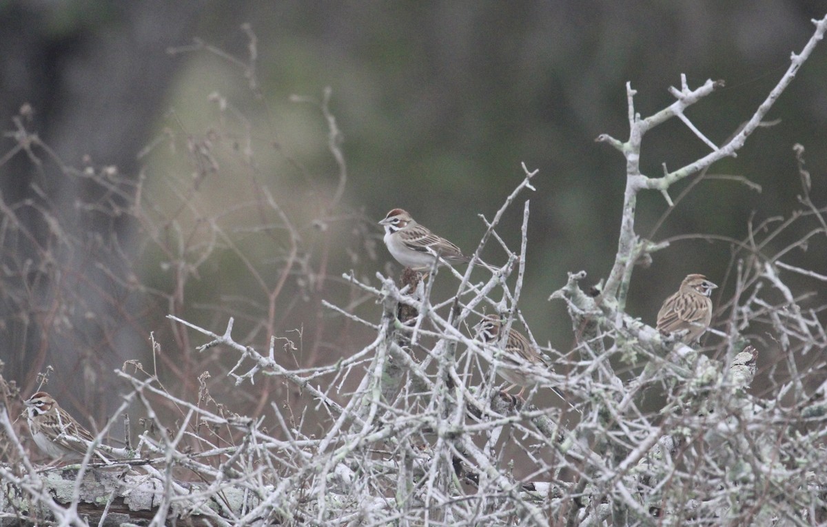 Lark Sparrow - ML646946833