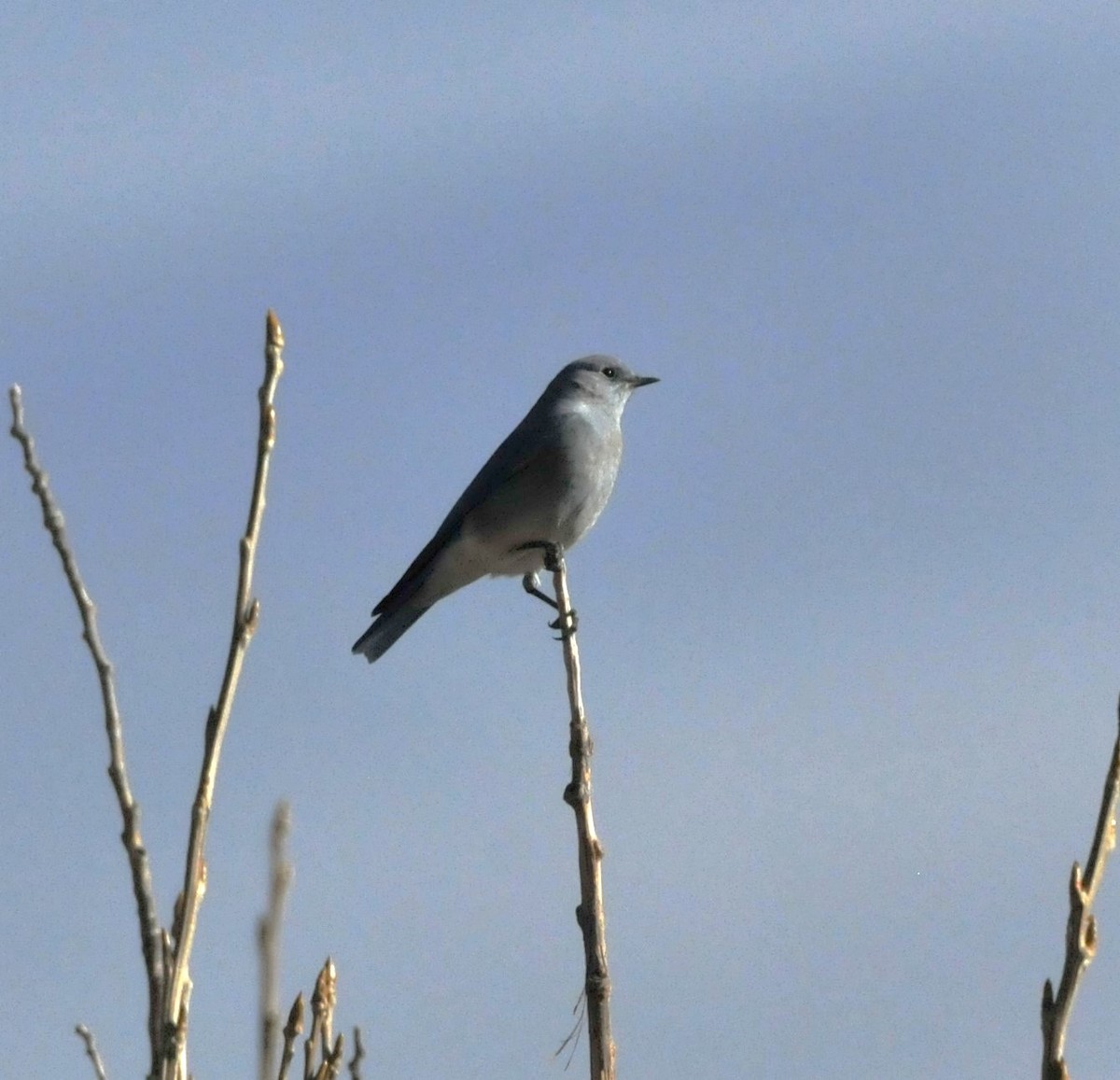 salašník horský - ML646946834