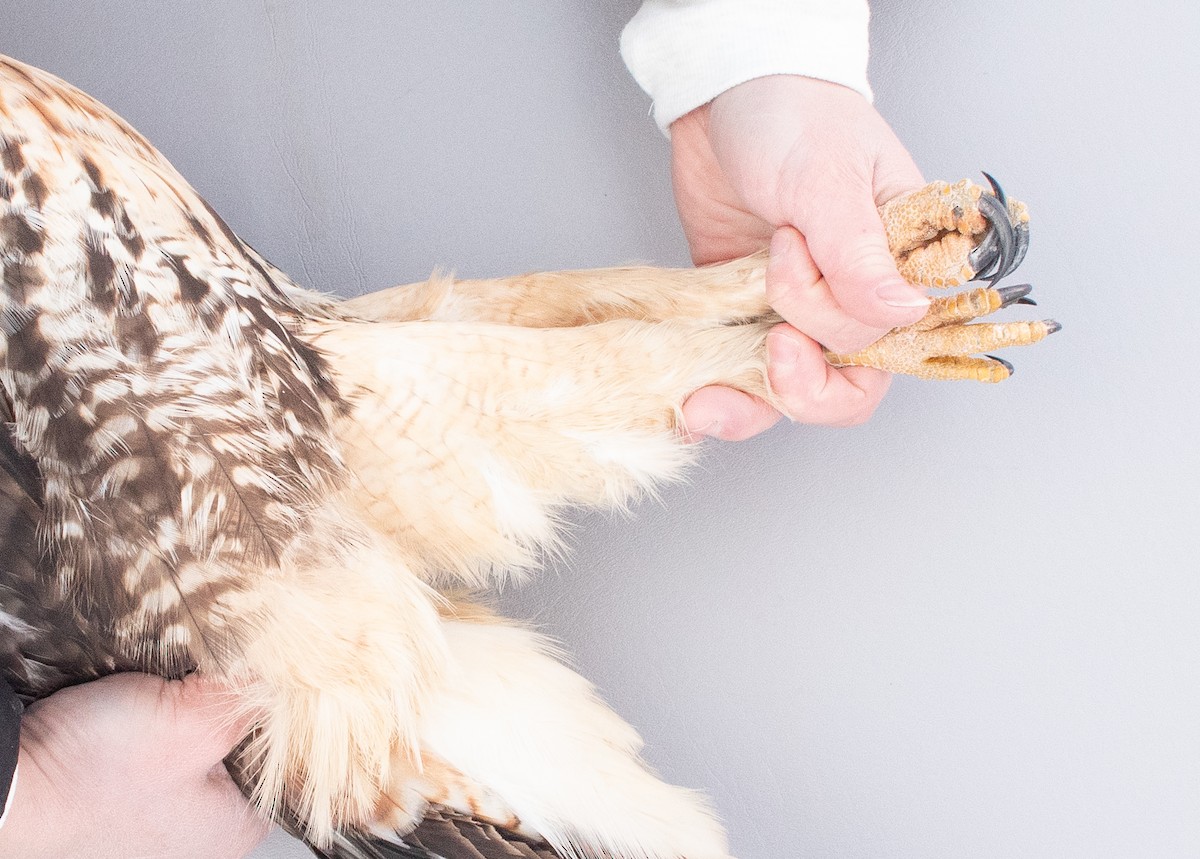 Red-tailed Hawk (abieticola) - ML646946835