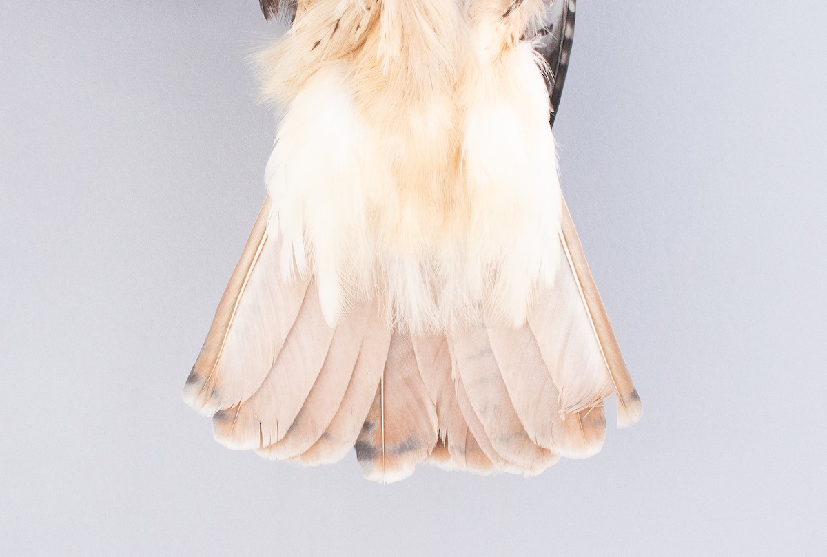 Red-tailed Hawk (abieticola) - ML646946836