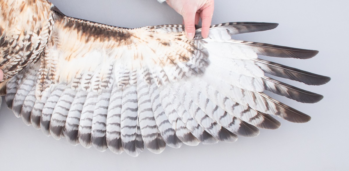 Red-tailed Hawk (abieticola) - ML646946837