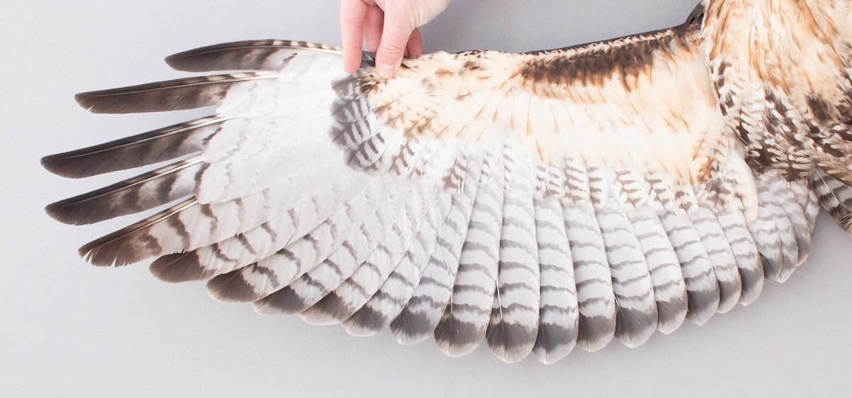 Red-tailed Hawk (abieticola) - ML646946838