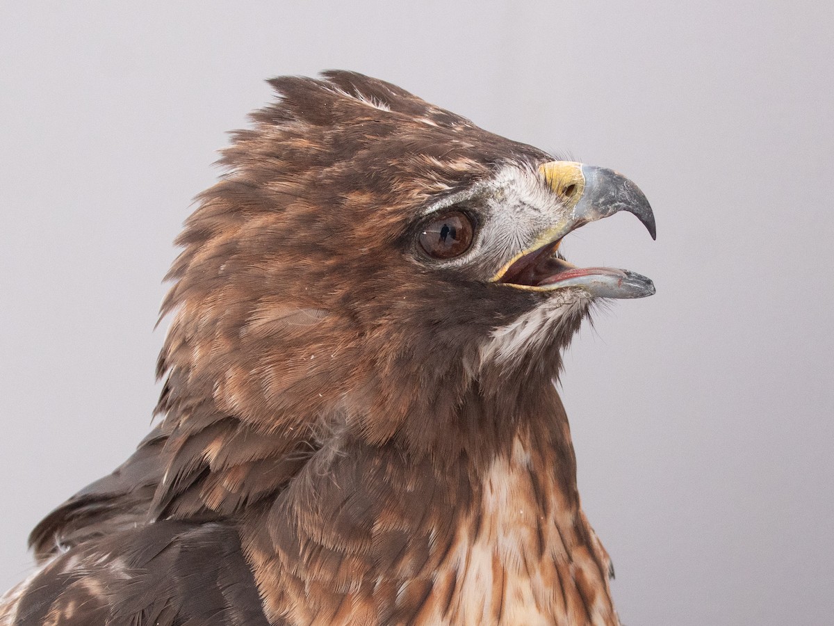 Red-tailed Hawk (abieticola) - ML646946839