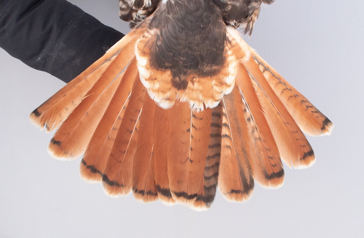 Red-tailed Hawk (abieticola) - ML646946840