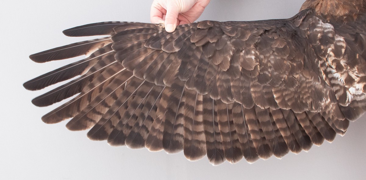 Red-tailed Hawk (abieticola) - ML646946841