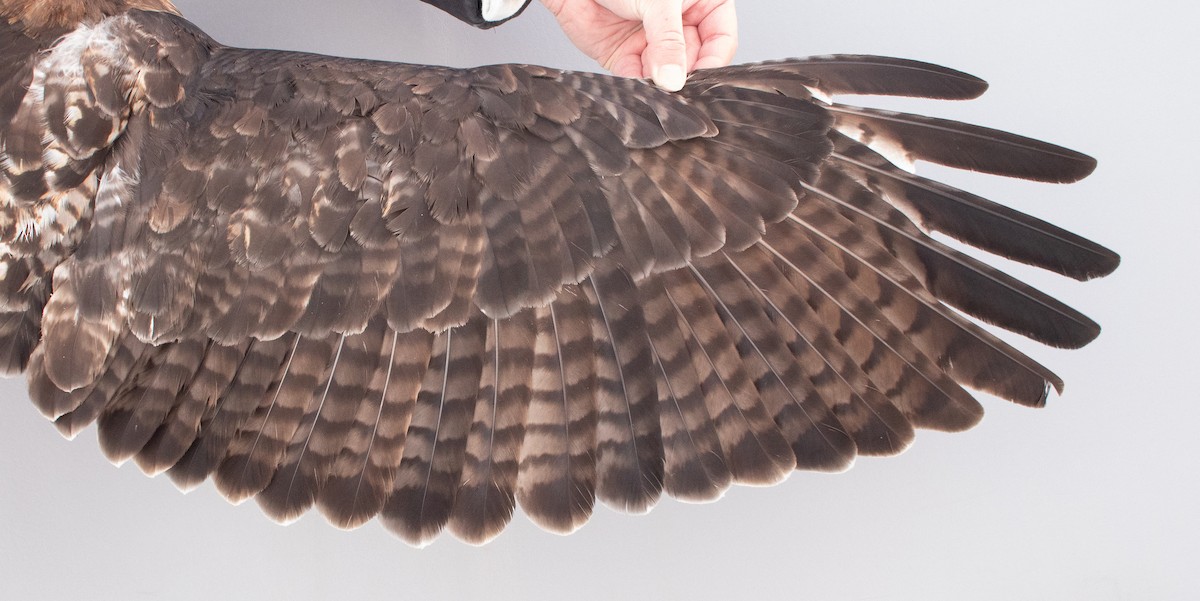 Red-tailed Hawk (abieticola) - ML646946842