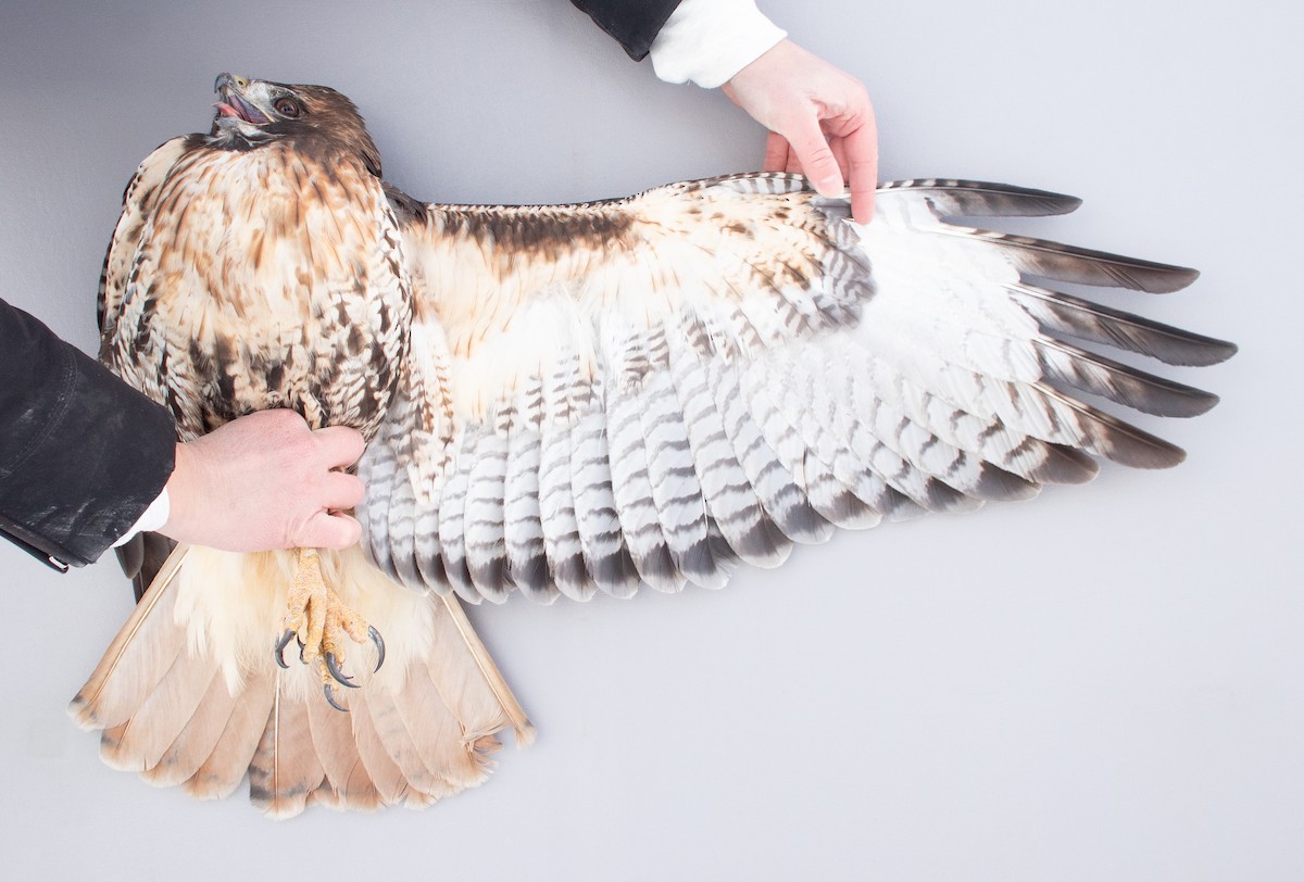Red-tailed Hawk (abieticola) - ML646946843