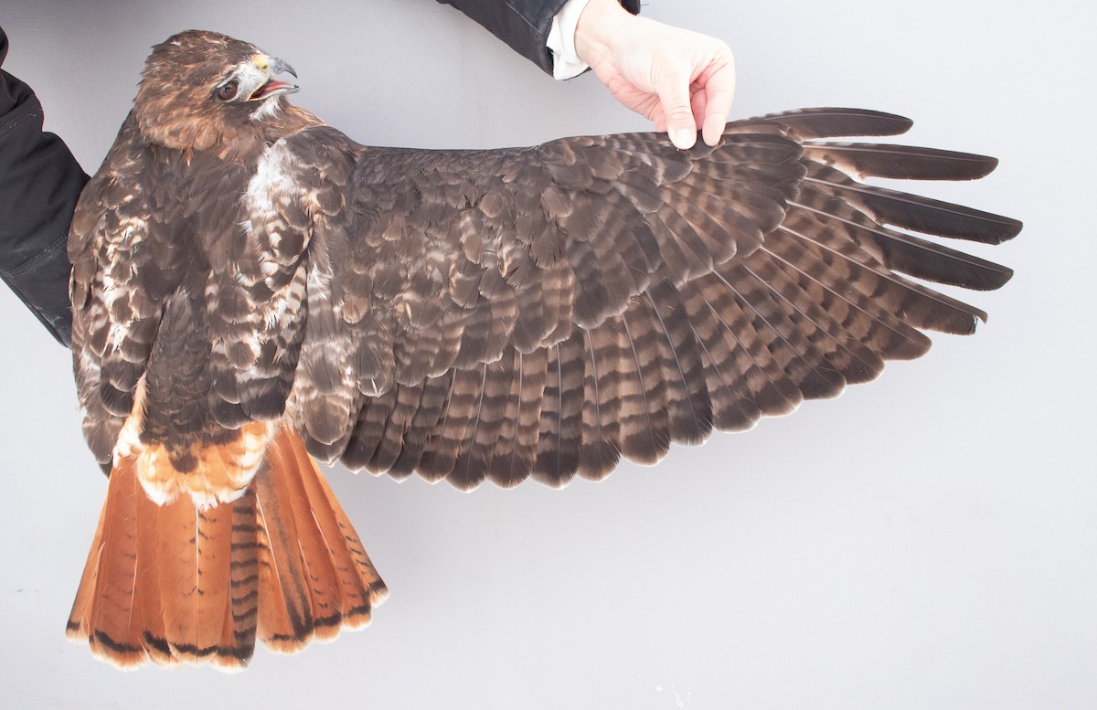 Red-tailed Hawk (abieticola) - ML646946844