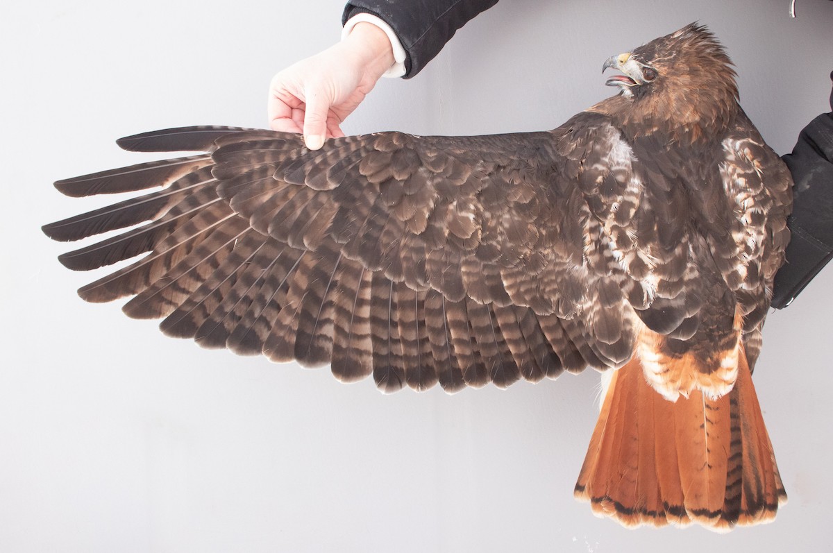 Red-tailed Hawk (abieticola) - ML646946845